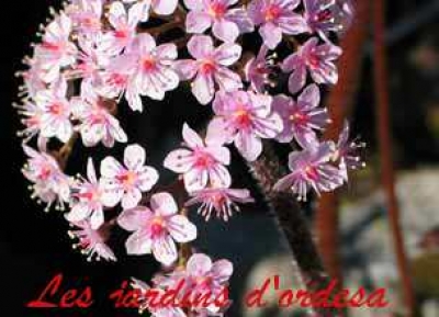 Bergenia abenglut 
